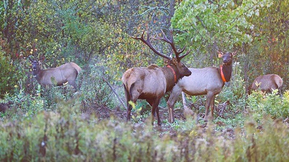 2025 elk hunting season in Wisconsin wraps up, 12 elk harvested