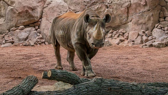 Milwaukee County Zoo Rhino Care Center opens to public on Dec. 9