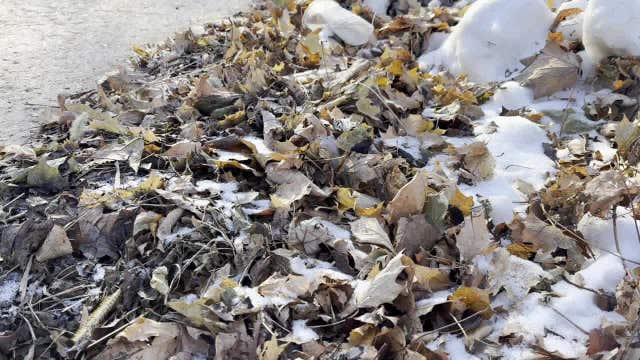 Milwaukee leaf collection resumes; what residents should know