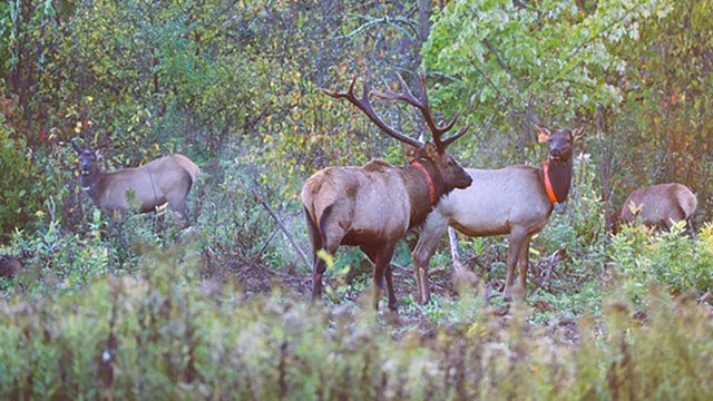 2025 elk hunting season in Wisconsin wraps up, 12 elk harvested
