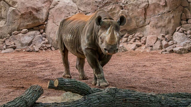Milwaukee County Zoo Rhino Care Center opens to public on Dec. 9