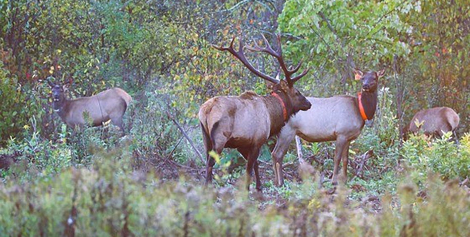 2025 elk hunting season in Wisconsin wraps up, 12 elk harvested