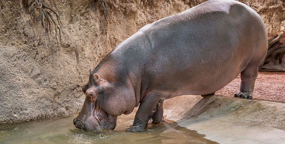 zoo hippo-happy-11-2025-0097551-e.