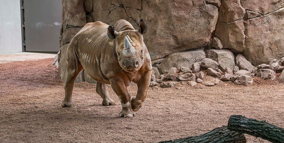 rhino-zuri-11-2025-0097574-e.