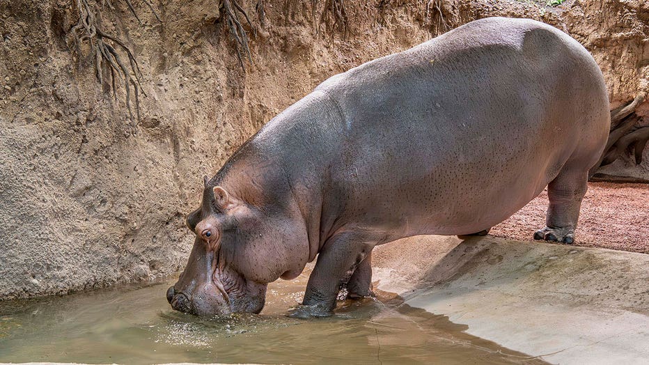 Milwaukee County Zoo Rhino Care Center opens to public on Dec. 9