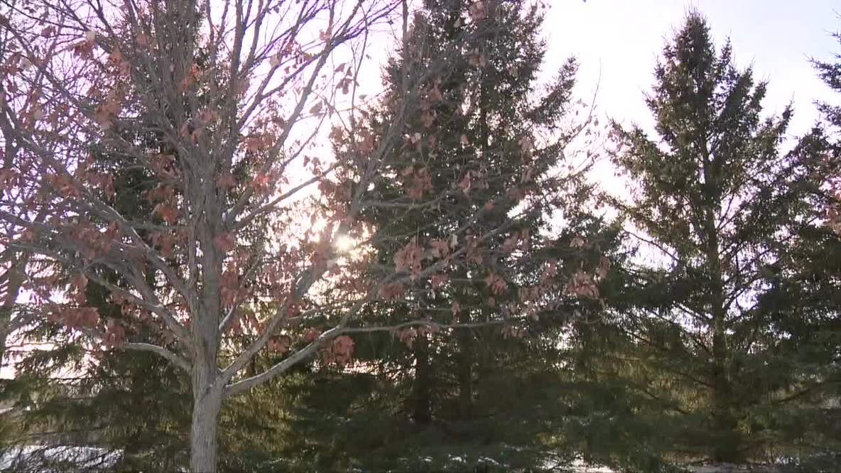 "Exploding trees" in extreme cold? Truth behind social media posts