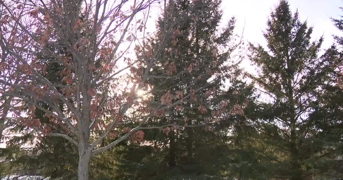 "Exploding trees" in extreme cold? Truth behind social media posts