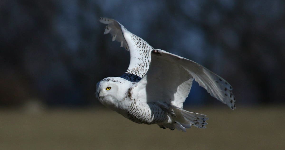 Snowy owl spotted in Milwaukee County; rare Arctic bird draws