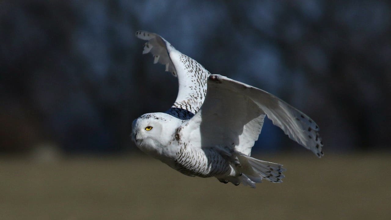 snowy-owl-jim-edlhuber-mke-co-