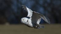 Snowy owl spotted in Milwaukee County; rare Arctic bird draws crowds