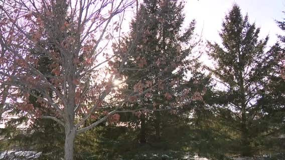 "Exploding trees" in extreme cold? Truth behind social media posts