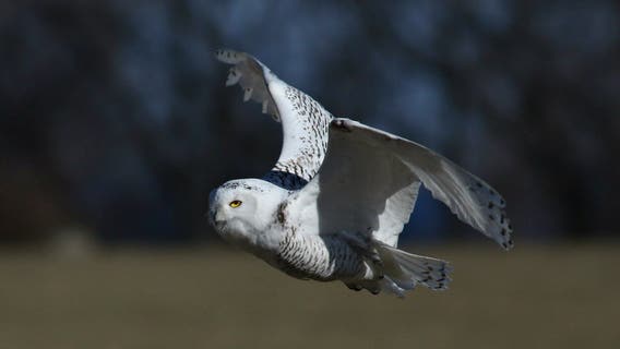 Snowy owl spotted in Milwaukee County; rare Arctic bird draws crowds