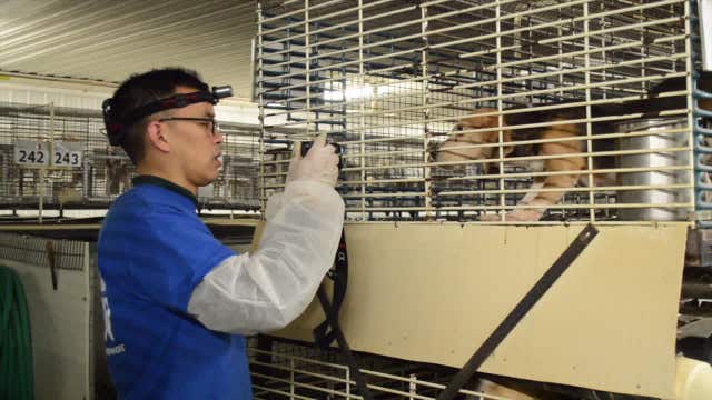 Ridglan Farms under pressure; activists plan large-scale dog rescue