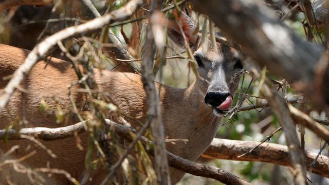 Wisconsin DNR confirms case of CWD in Clark County deer
