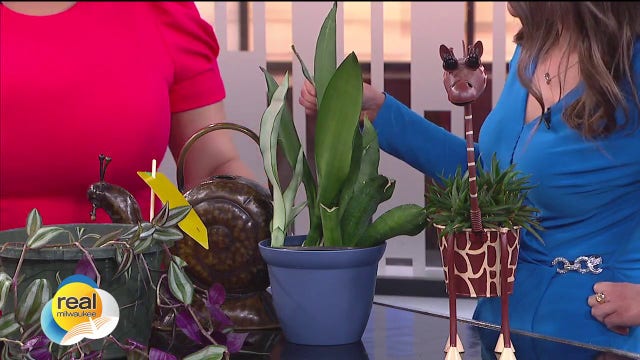 Helping houseplants through winter; Troubleshooting tips