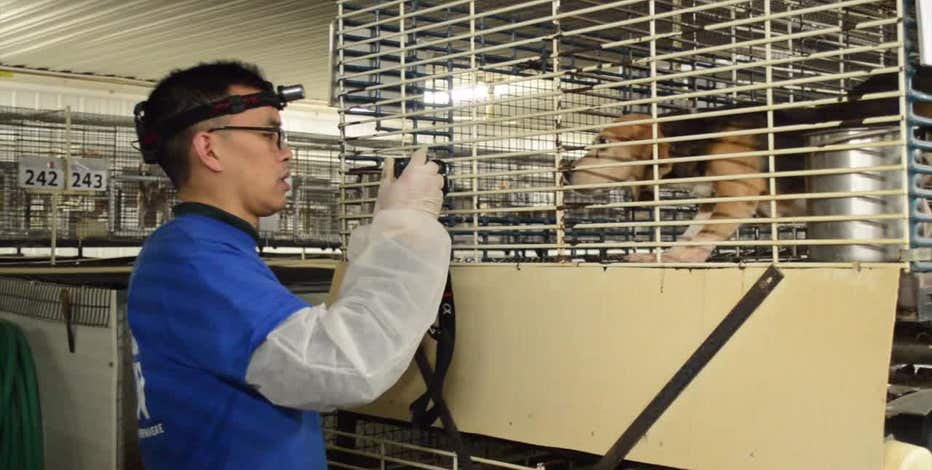 Ridglan Farms under pressure; activists plan large-scale dog rescue