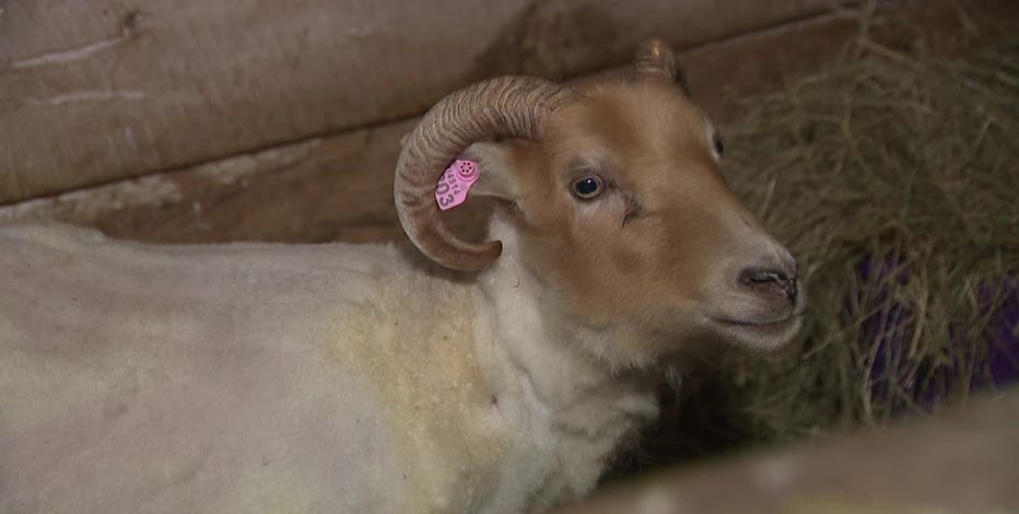 Ozaukee County loose sheep; 1 of 2 captured, now in Germantown