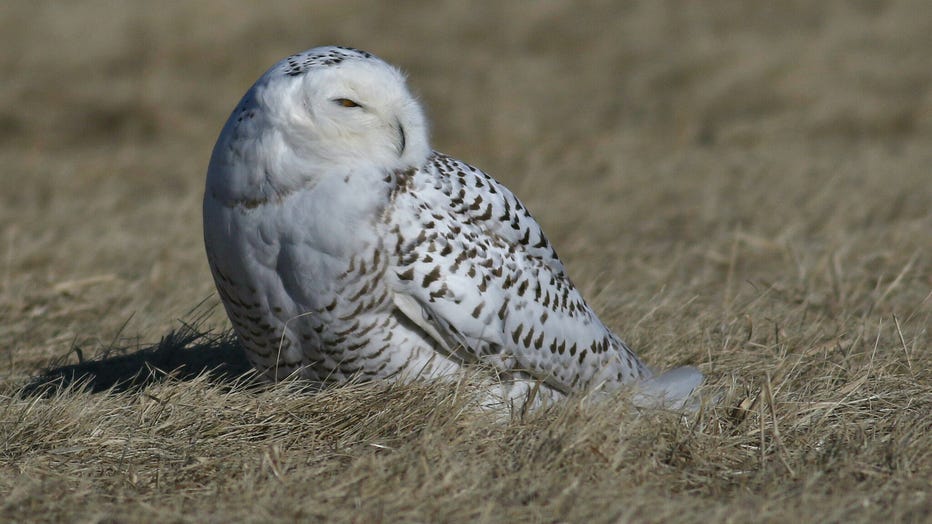 Snowy owl spotted in Milwaukee County; rare Arctic bird draws
