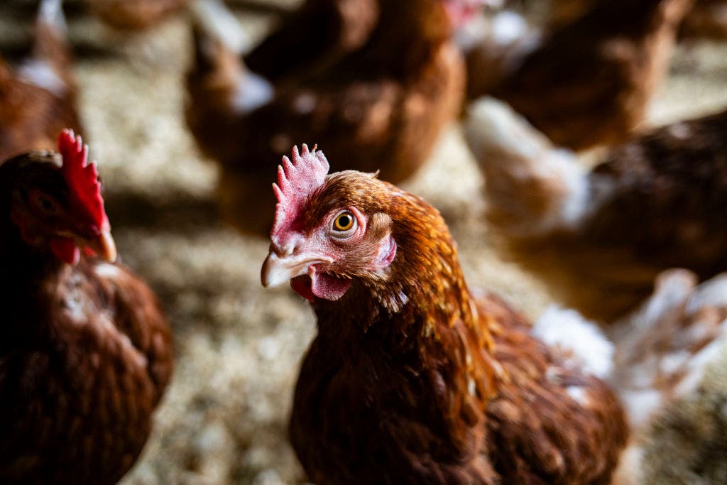 Bird flu confirmed in Walworth County commercial poultry flock | FOX6 ...