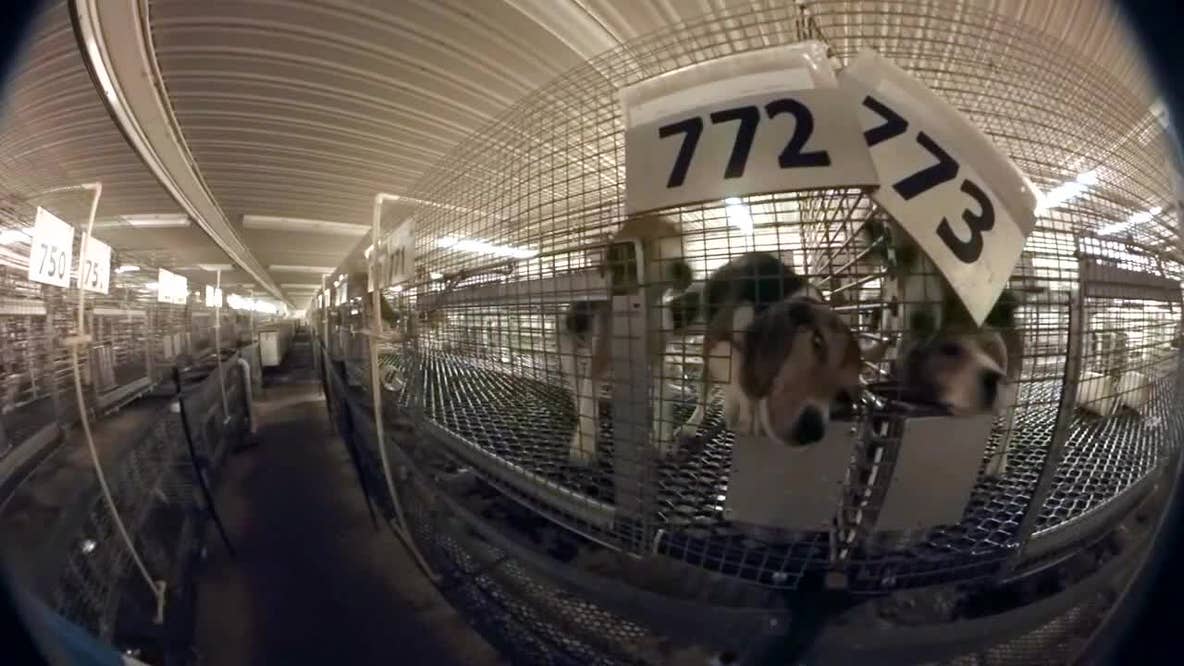 Ridglan Farms beagles: Rescue groups pay for release of 1,500 dogs
