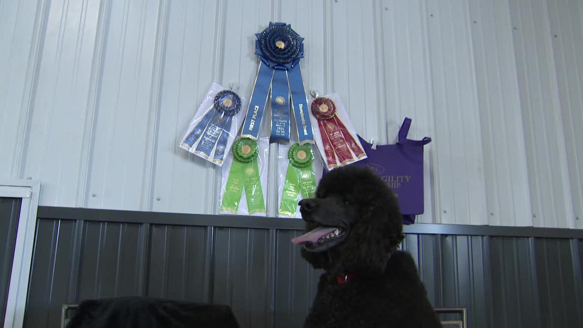 Wisconsin-trained poodle wins agility title at Westminster Dog Show
