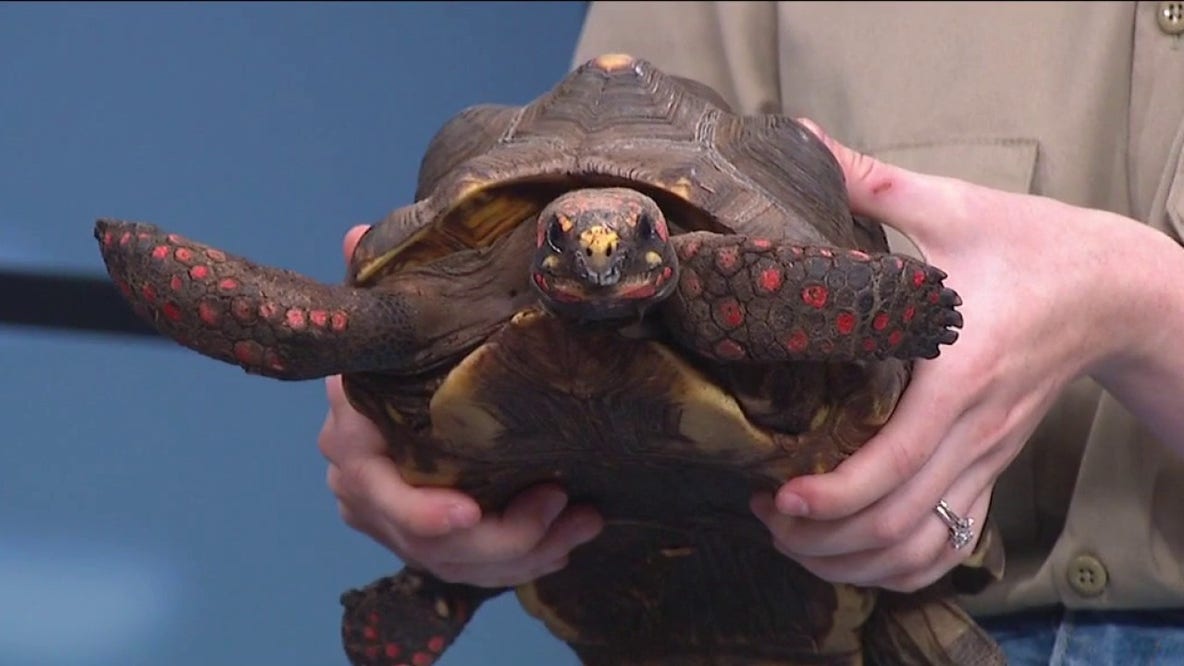 J&R Aquatic Animal Rescue exotic pet surrender event in Milwaukee
