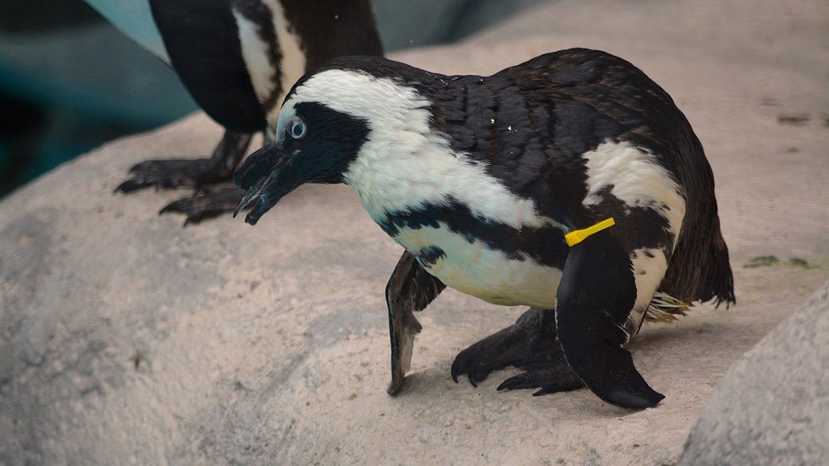 Racine Zoo penguin dies, a guest favorite for nearly two decades