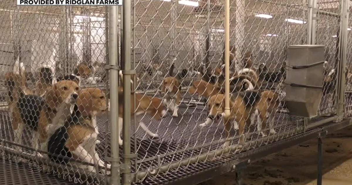 Animal rights group sues Ridglan Farms, seeking legal rights for beagles
