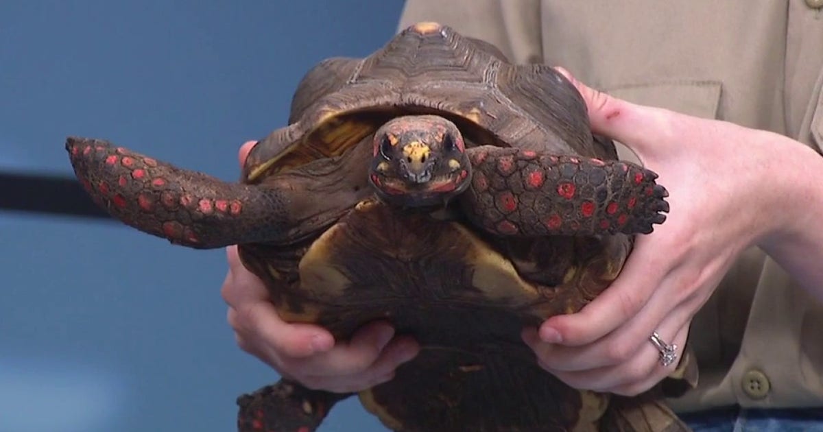 J&R Aquatic Animal Rescue exotic pet surrender event in Milwaukee