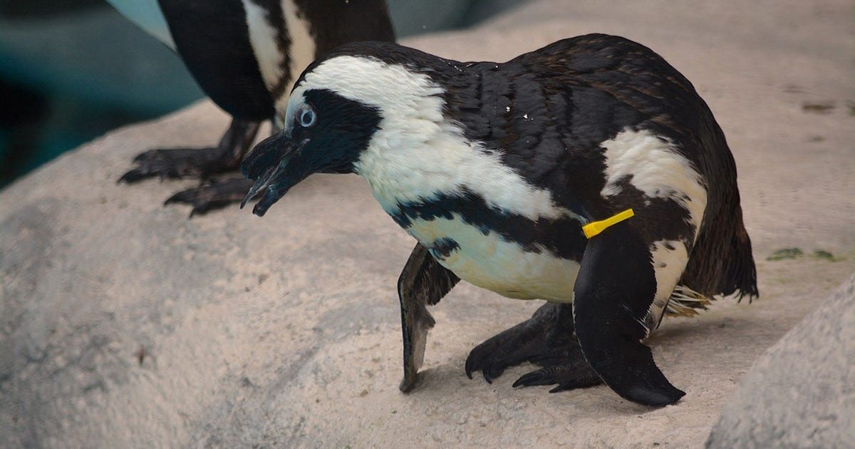 Racine Zoo penguin dies, a guest favorite for nearly two decades