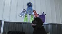 Wisconsin-trained poodle wins agility title at Westminster Dog Show