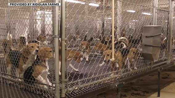Animal rights group sues Ridglan Farms, seeking legal rights for beagles