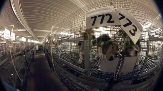 Ridglan Farms beagles: Rescue groups pay for release of 1,500 dogs