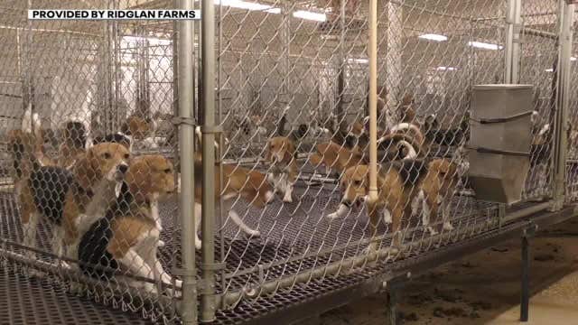 Animal rights group sues Ridglan Farms, seeking legal rights for beagles