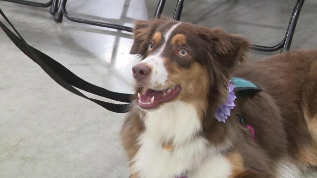 2026 Pet Expo MKE; Wisconsin State Fair Park hosts interactive exhibits