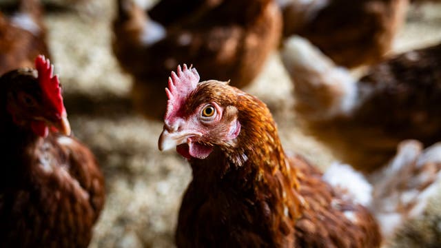 Bird flu confirmed in Jefferson County commercial poultry flock
