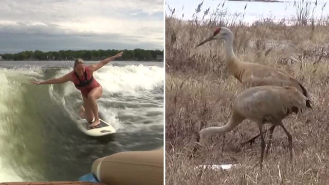 Wisconsin wakesurfing bill change would authorize sandhill crane hunt