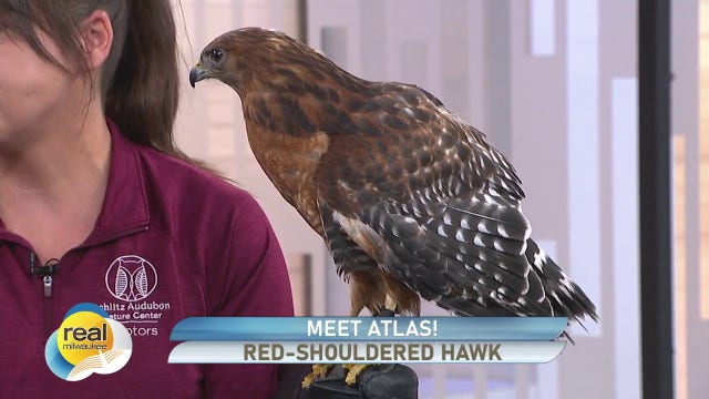 Meet Atlas! Schlitz Audubon Nature Center's resident red-shouldered hawk