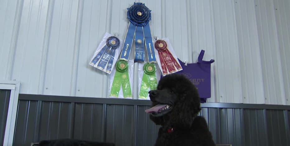 Wisconsin-trained poodle wins agility title at Westminster Dog