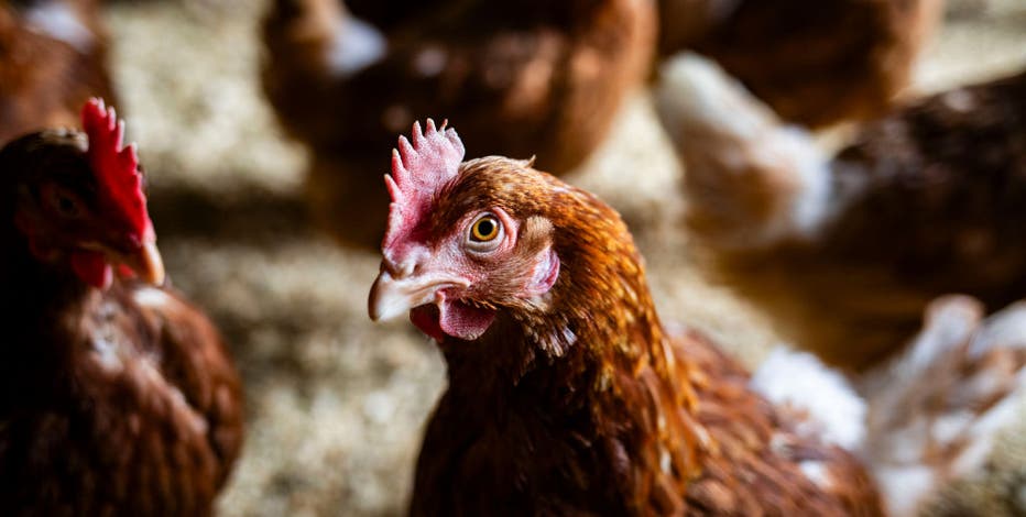 Bird flu confirmed in Jefferson County commercial poultry flock