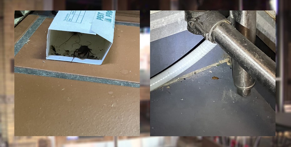 Milwaukee's Wicked Hop temporarily closed after roach activity found