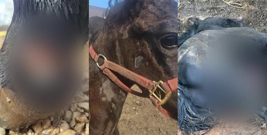 Mukwonago farm alleged animal abuse, another former employee comes forward