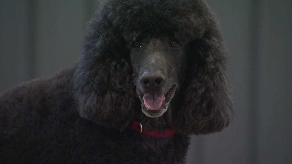 Wisconsin-trained poodle wins agility title at Westminster Dog