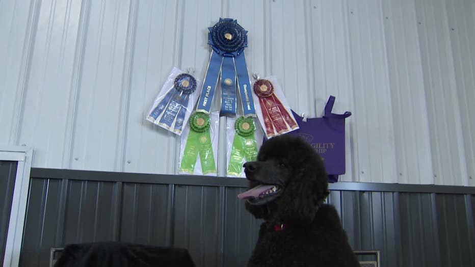Wisconsin-trained poodle wins agility title at Westminster Dog