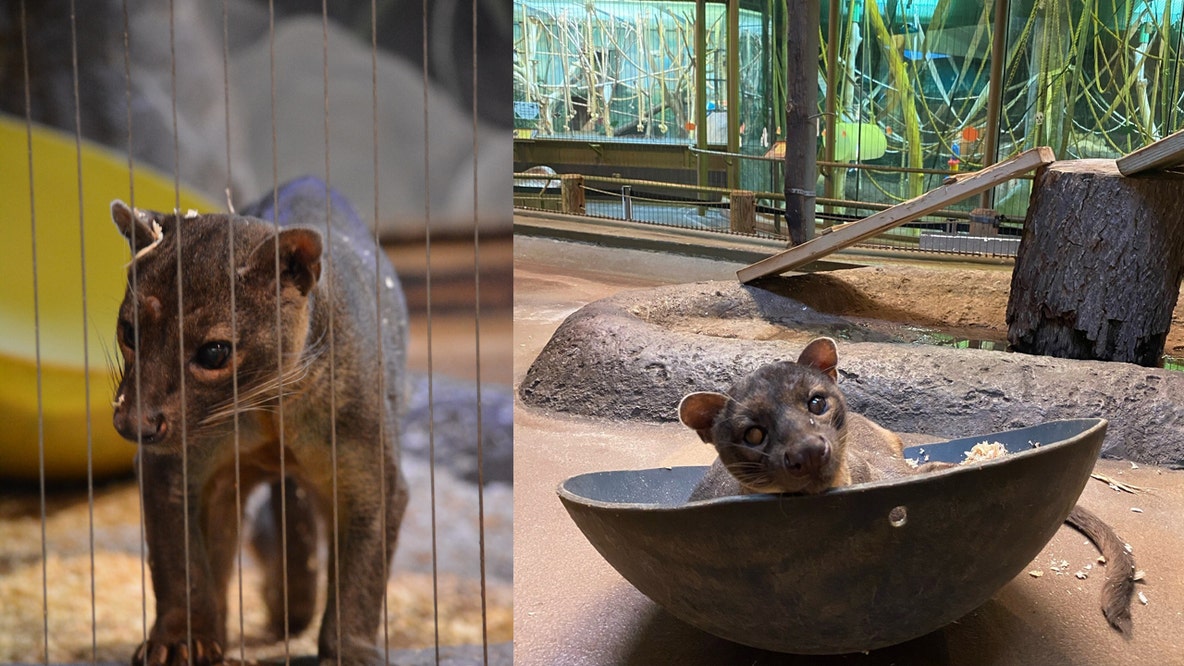 Racine Zoo fossa dies; celebrated milestone birthday on January 20