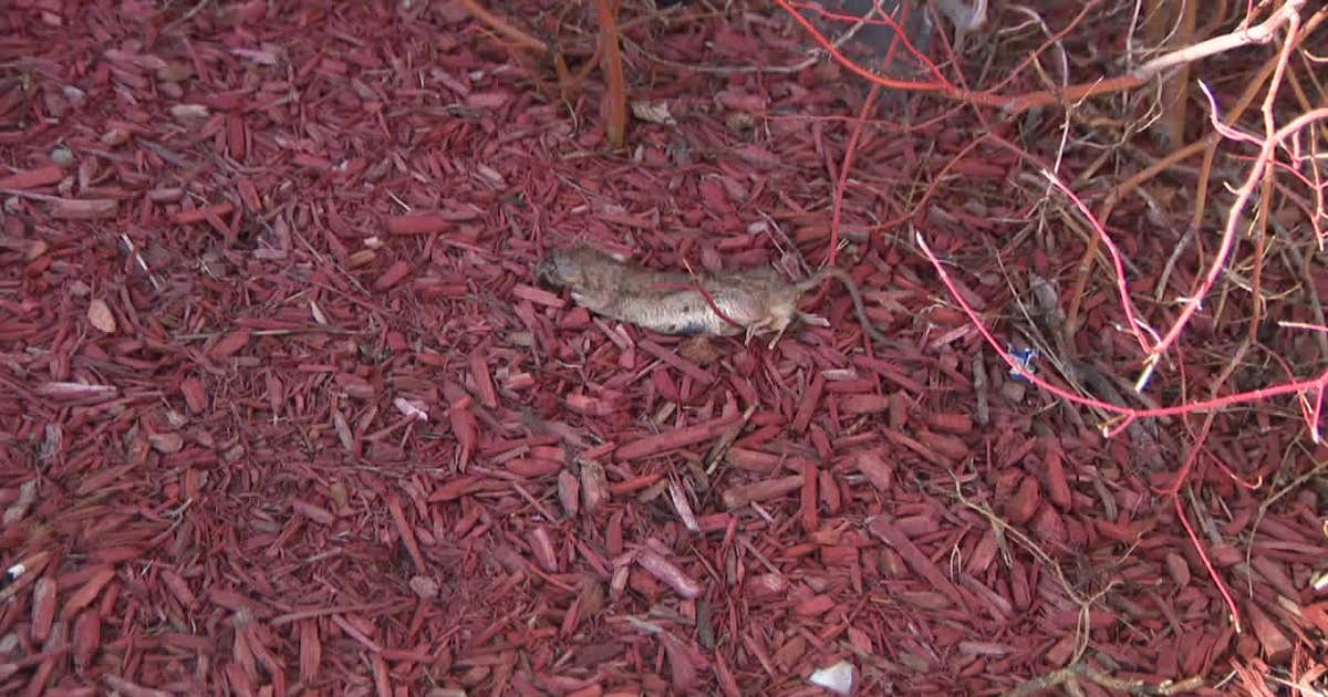 Milwaukee apartment rat problem; neighbors report large rodents