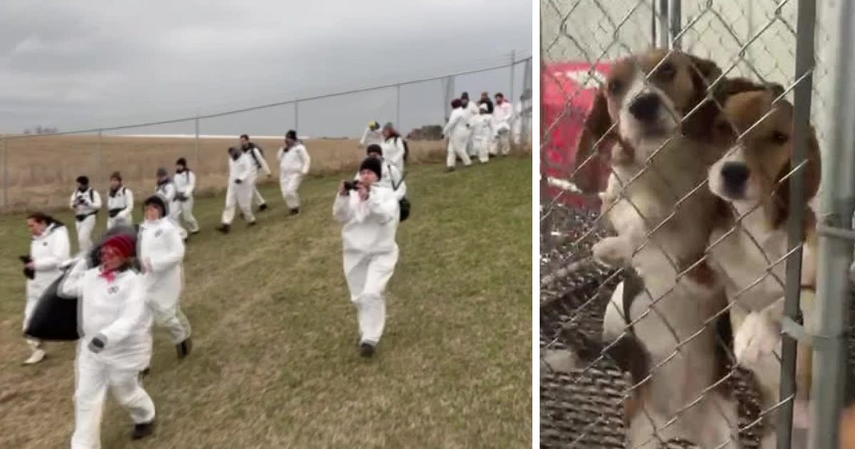 Ridglan Farms break-in, animal rights activists storm Wisconsin facility