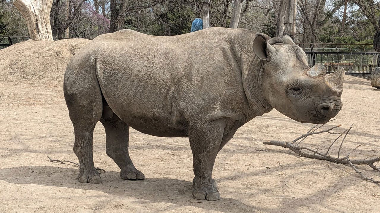 Racine Zoo welcomes Eastern Black Rhino, Ayubu | FOX6 Milwaukee