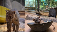 Racine Zoo fossa dies; celebrated milestone birthday on January 20