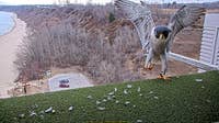 We Energies peregrine falcon chicks need a name, you can help
